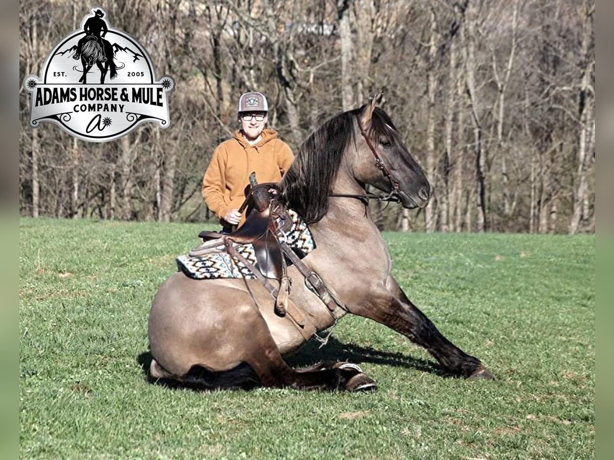 Quarter horse américain Hongre 5 Ans Grullo in Mount Vernon