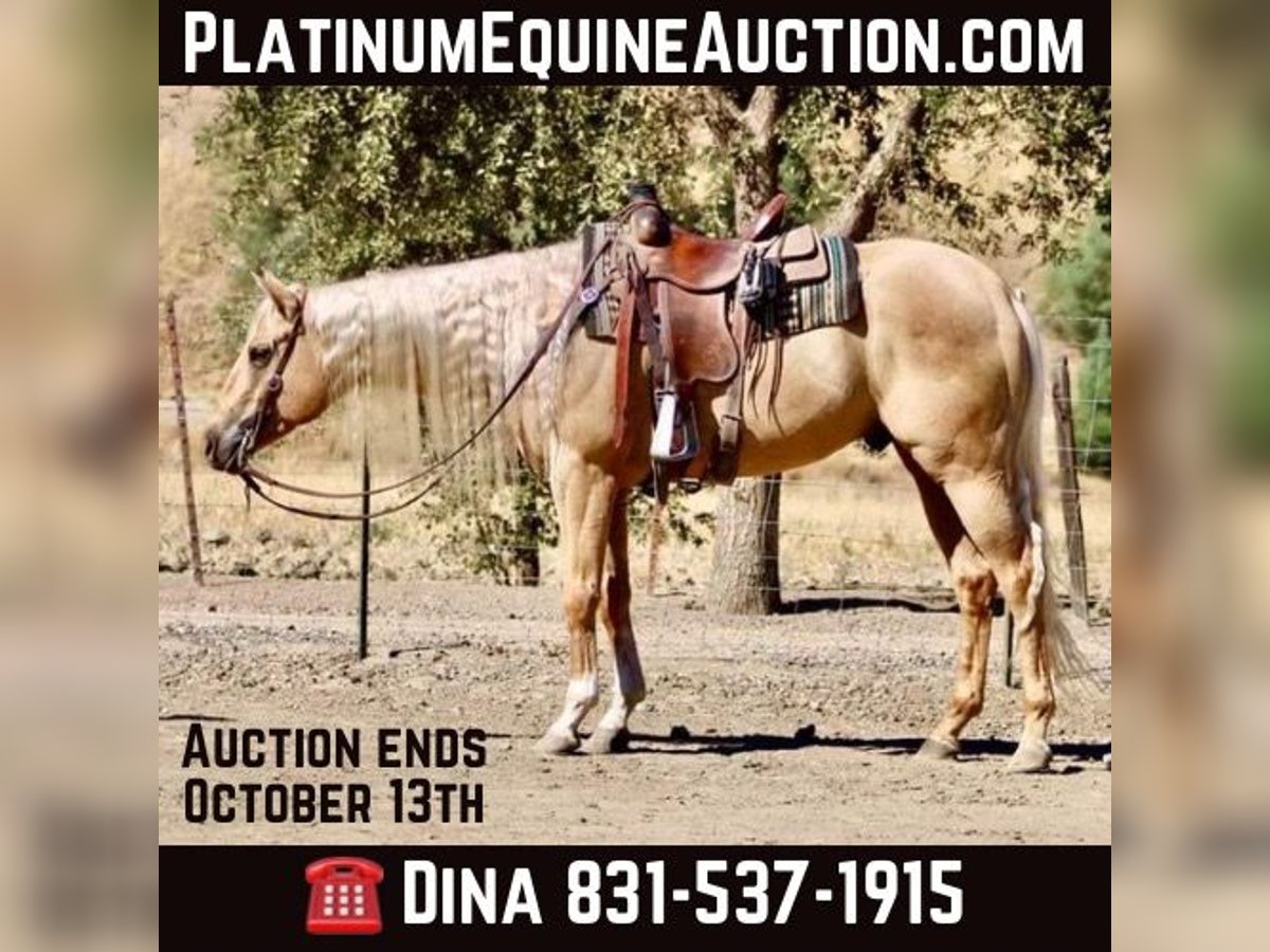 Quarter horse américain Hongre 5 Ans Palomino in Paicines CA