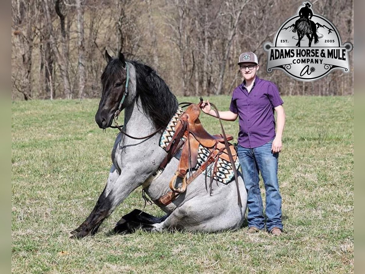 Quarter horse américain Hongre 5 Ans Rouan Bleu in Mount Vernon
