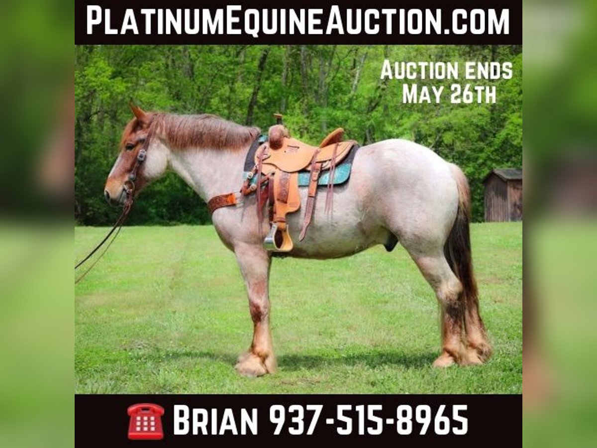 Quarter horse américain Hongre 5 Ans Rouan Rouge in Russellville, OH