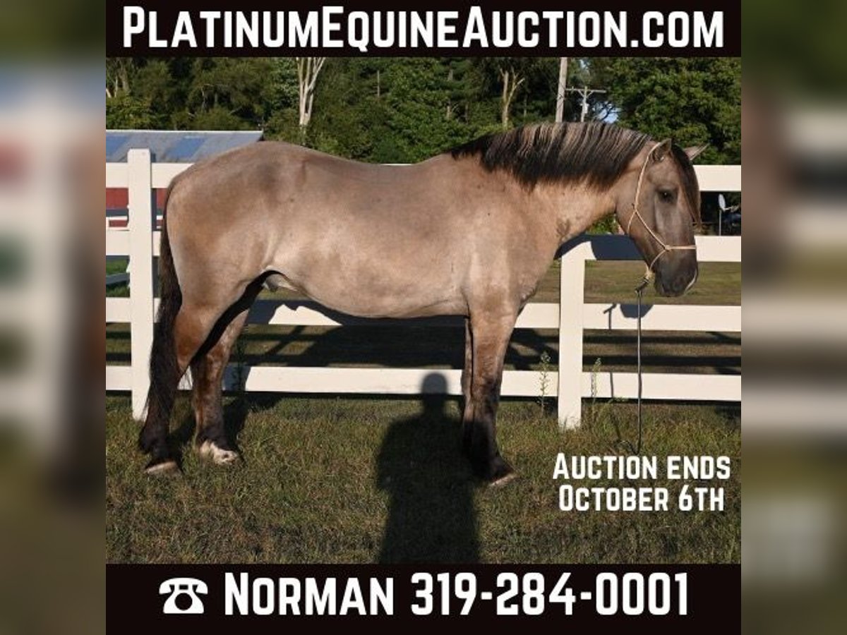 Quarter horse américain Hongre 5 Ans in Shipshewanan IN