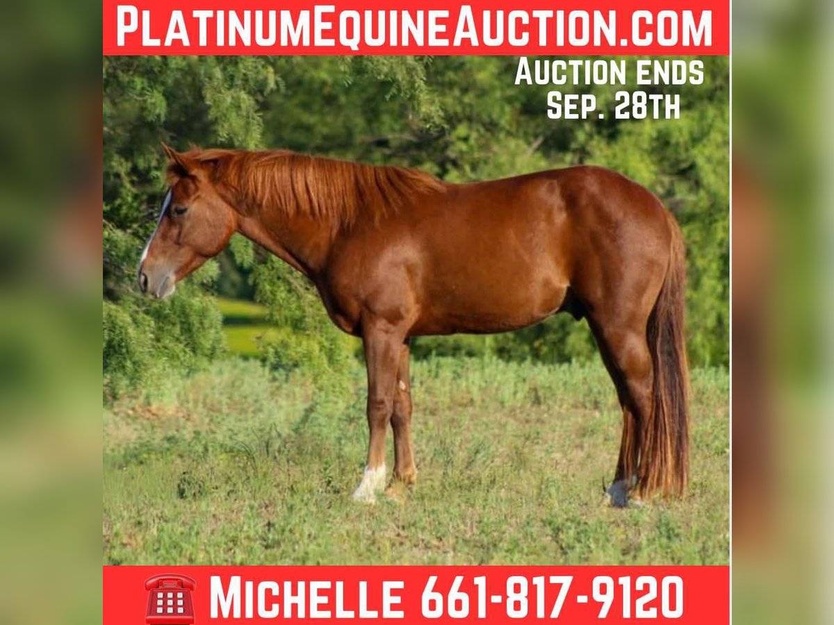 Quarter horse américain Hongre 6 Ans 130 cm Alezan brûlé in Stephenville TX