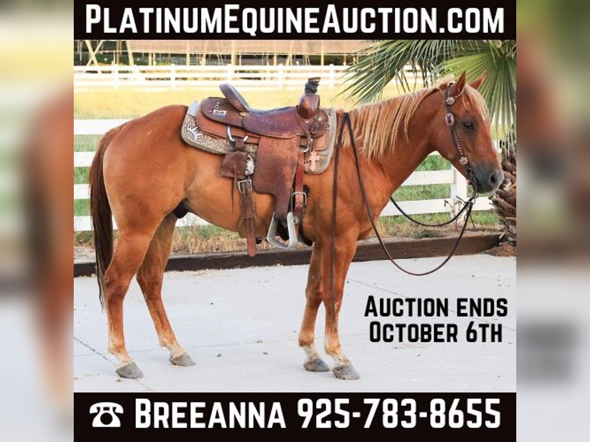 Quarter horse américain Hongre 6 Ans 142 cm Alezan brûlé in Valley Srings CA