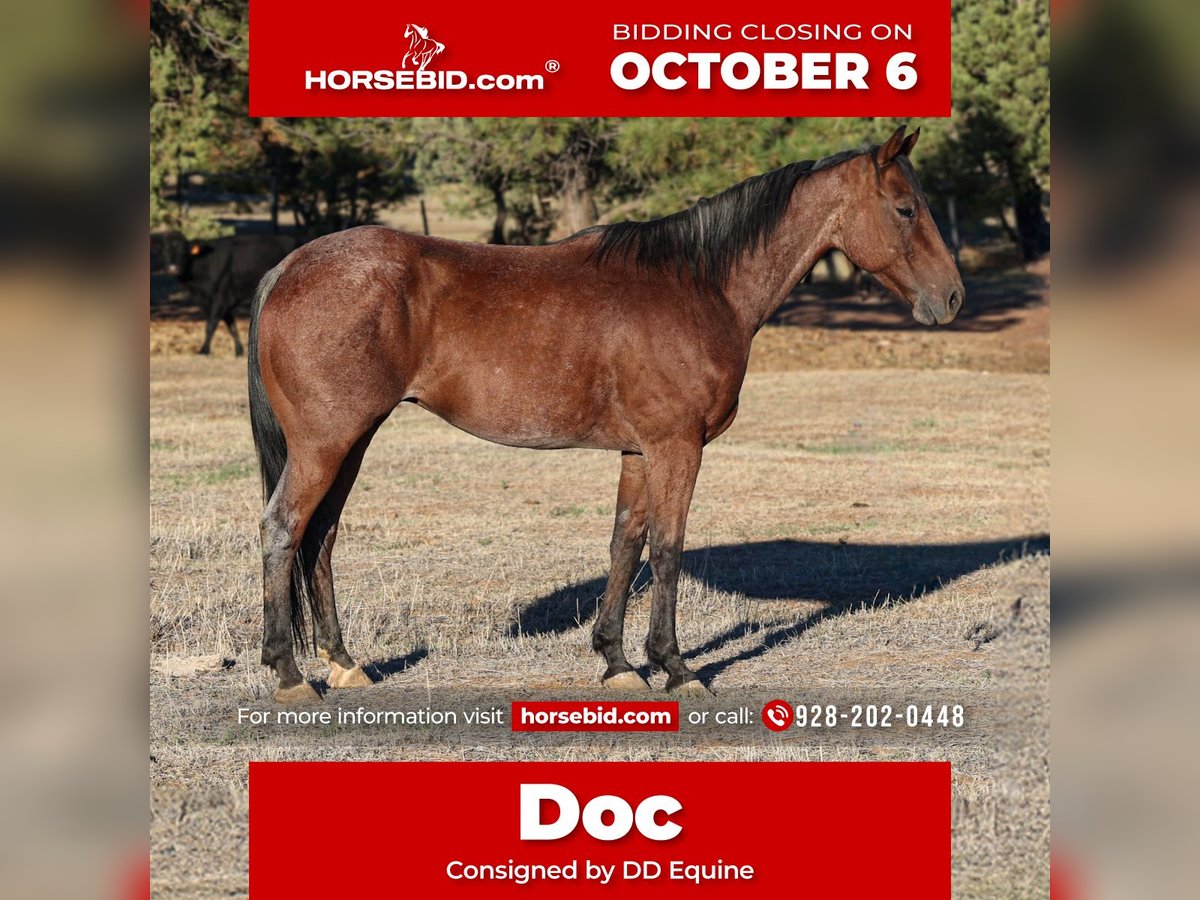 Quarter horse américain Hongre 6 Ans 145 cm Roan-Bay in Camp Verde