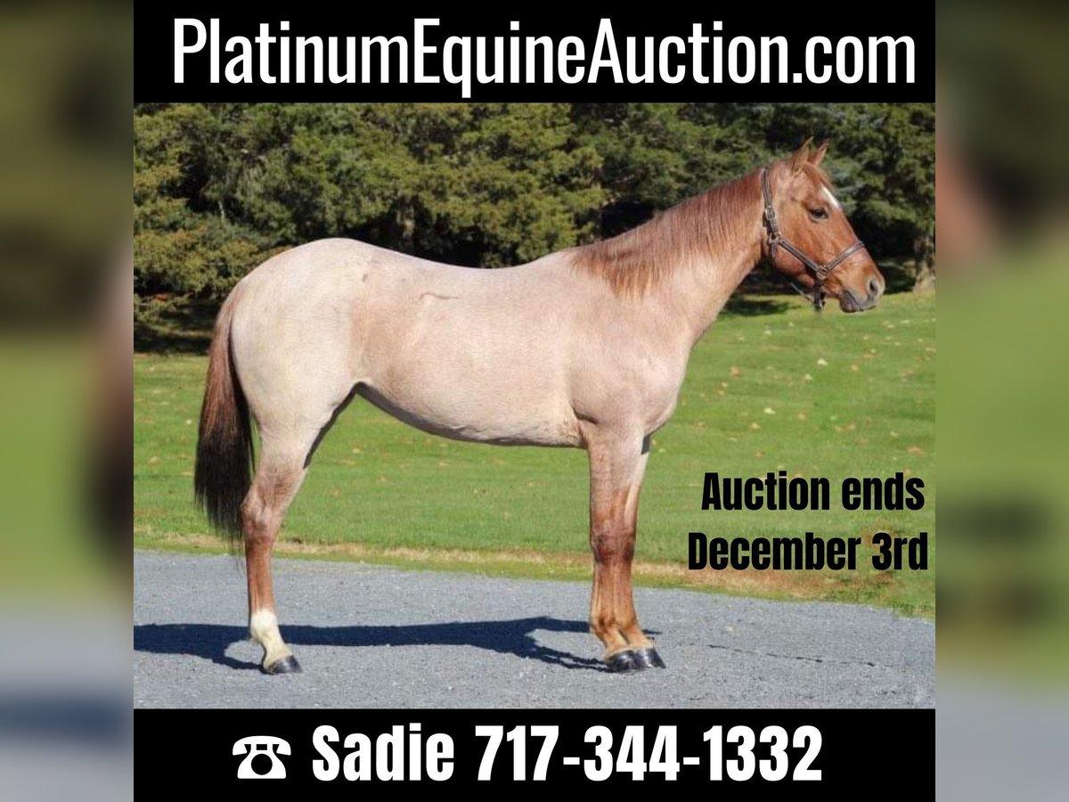 Quarter horse américain Hongre 6 Ans 145 cm Rouan Rouge in Millerstown PA