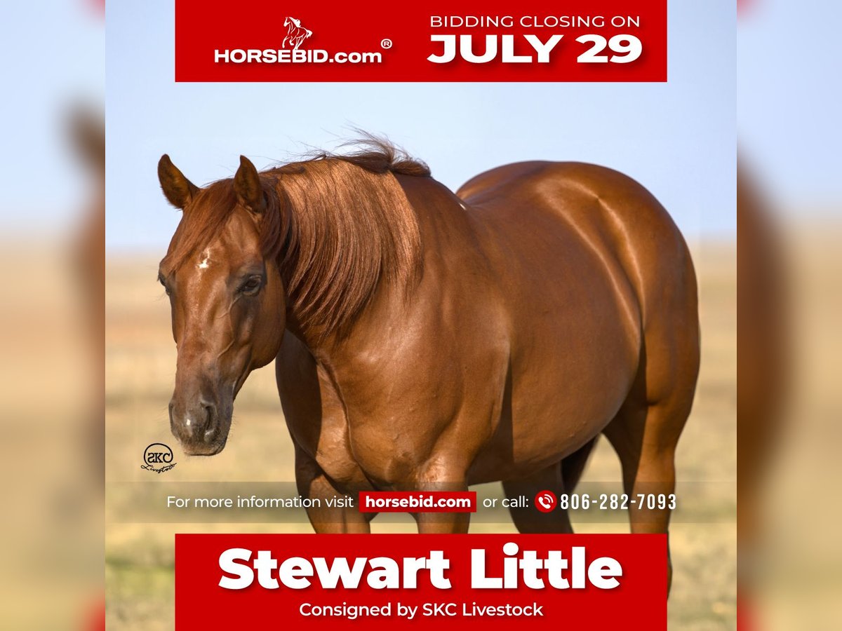 Quarter horse américain Hongre 6 Ans 147 cm Alezan cuivré in Canyon, TX