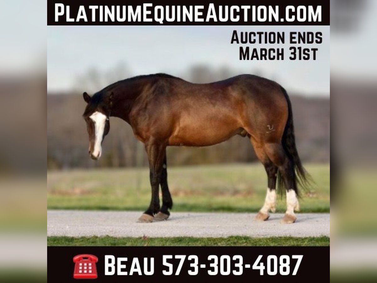 Quarter horse américain Hongre 6 Ans 147 cm Bai cerise in Sweet Springs MO