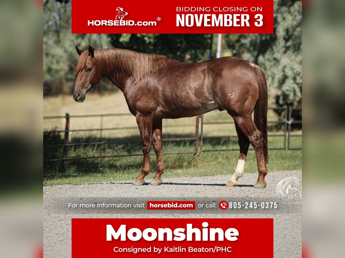Quarter horse américain Hongre 6 Ans 150 cm Alezan brûlé in Billings Quarter horse américain Hongre 6 Ans 150 cm Alezan brûlé in Billings