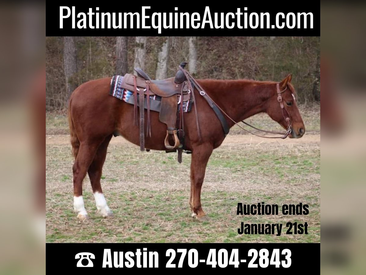 Quarter horse américain Hongre 6 Ans 150 cm Alezan brûlé in Thompkinsville KY