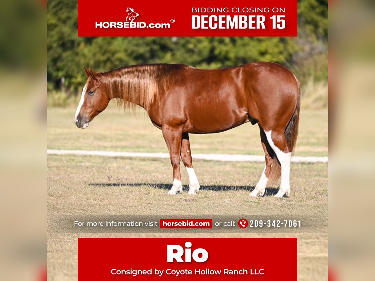 Quarter horse américain Hongre 6 Ans 150 cm Alezan cuivré in Waco