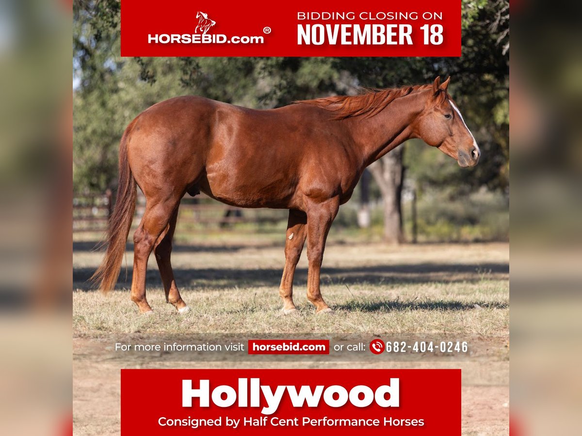 Quarter horse américain Hongre 6 Ans 150 cm Alezan cuivré in Bridgeport, TX