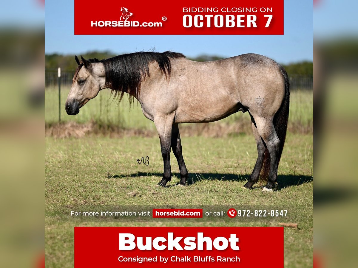 Quarter horse américain Hongre 6 Ans 150 cm Buckskin in Kaufman, TX