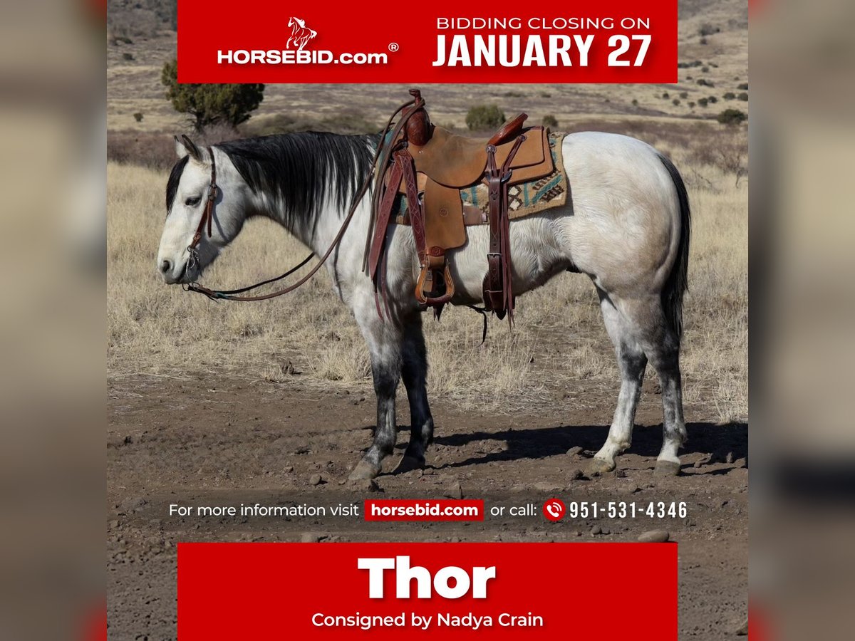 Quarter horse américain Hongre 6 Ans 150 cm Gris in Camp Verde, AZ