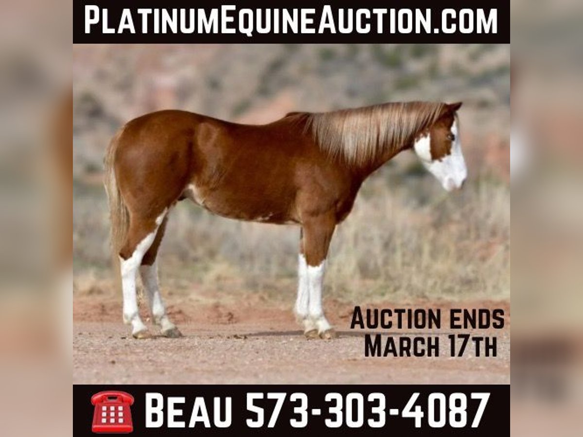 Quarter horse américain Hongre 6 Ans 150 cm Overo-toutes couleurs in Sweet Springs MO