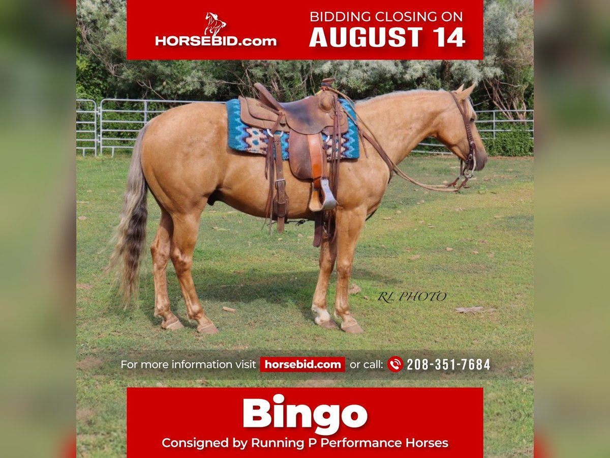 Quarter horse américain Hongre 6 Ans 150 cm Palomino in Menan, ID