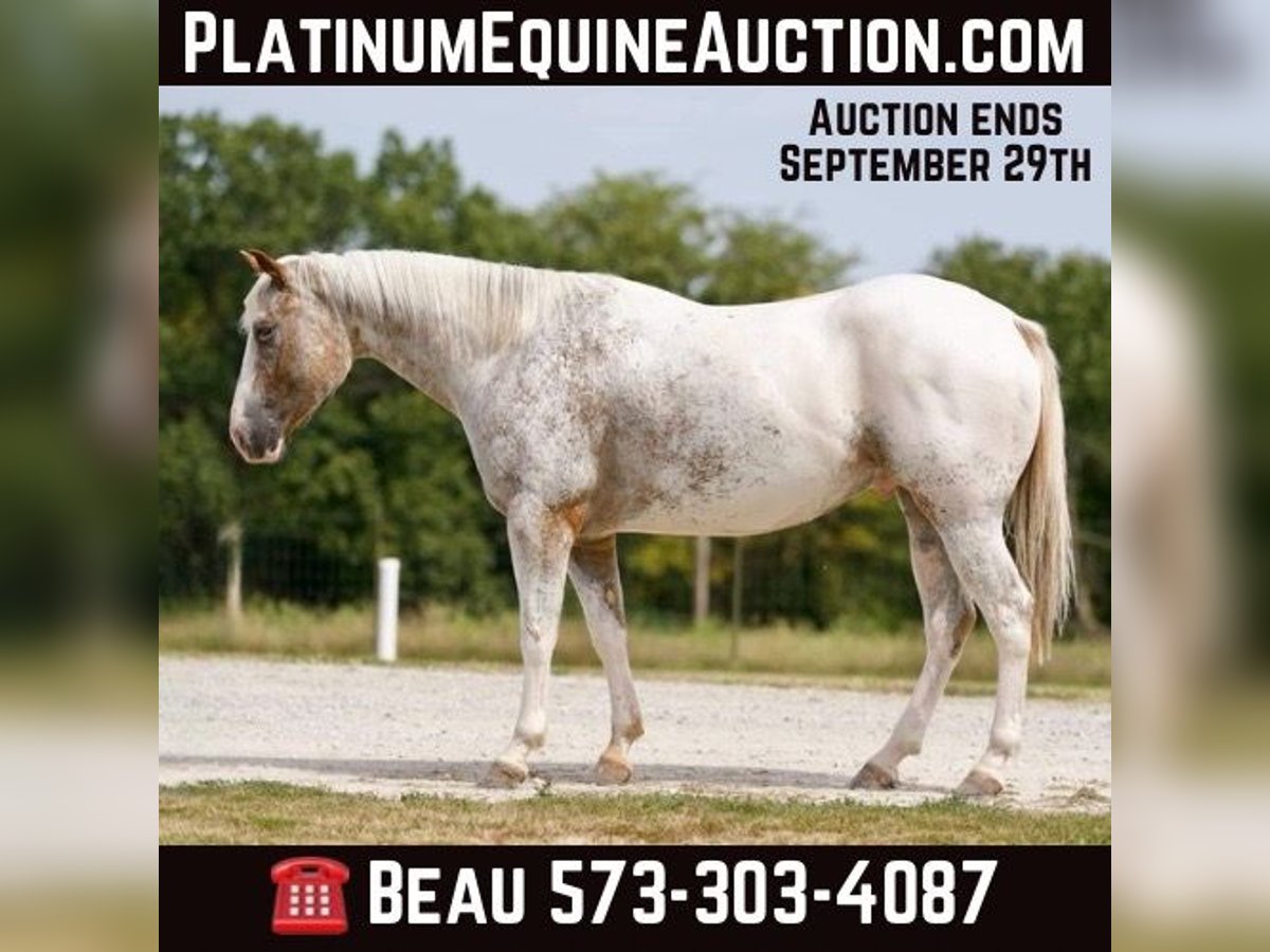 Quarter horse américain Hongre 6 Ans 150 cm Rouan Rouge in Sweet Springs MO