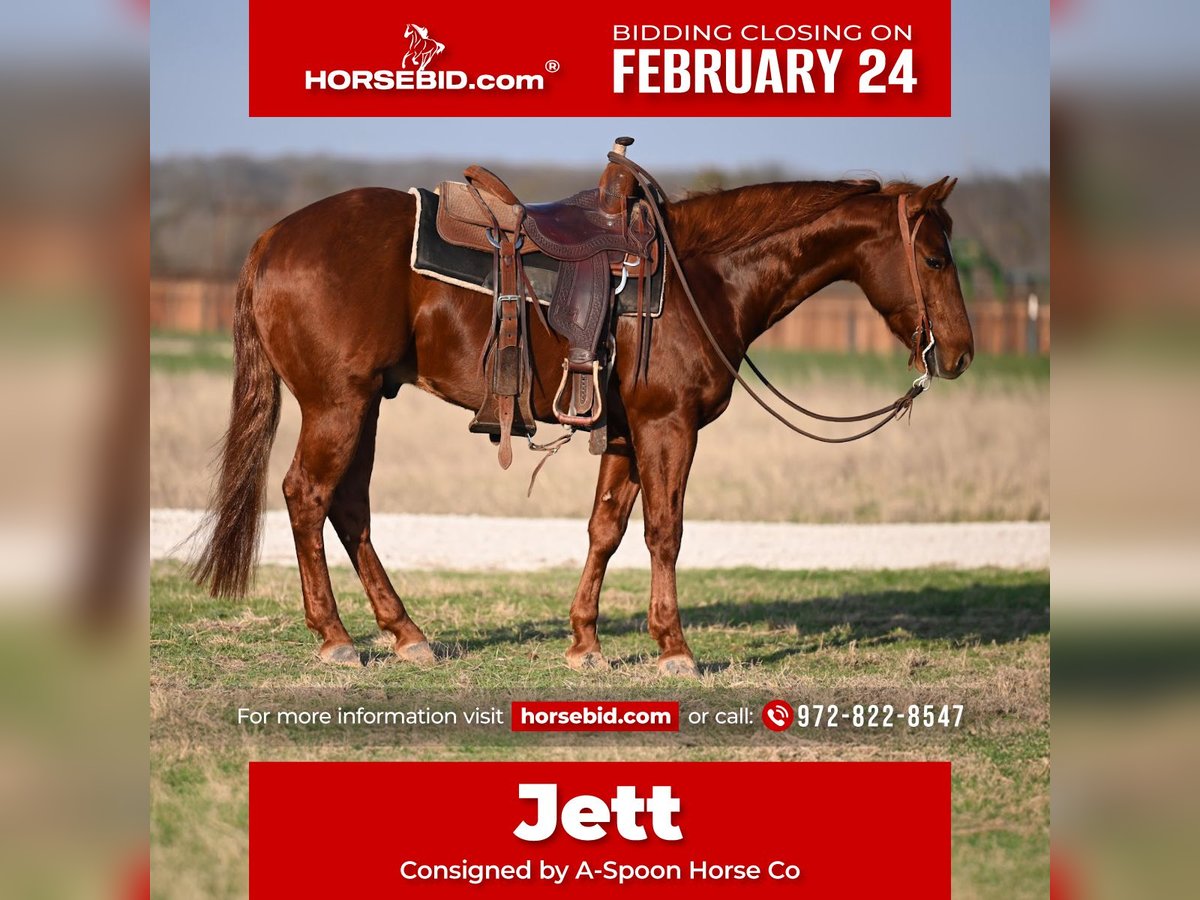 Quarter horse américain Hongre 6 Ans 152 cm Alezan brûlé in Kaufman, TX