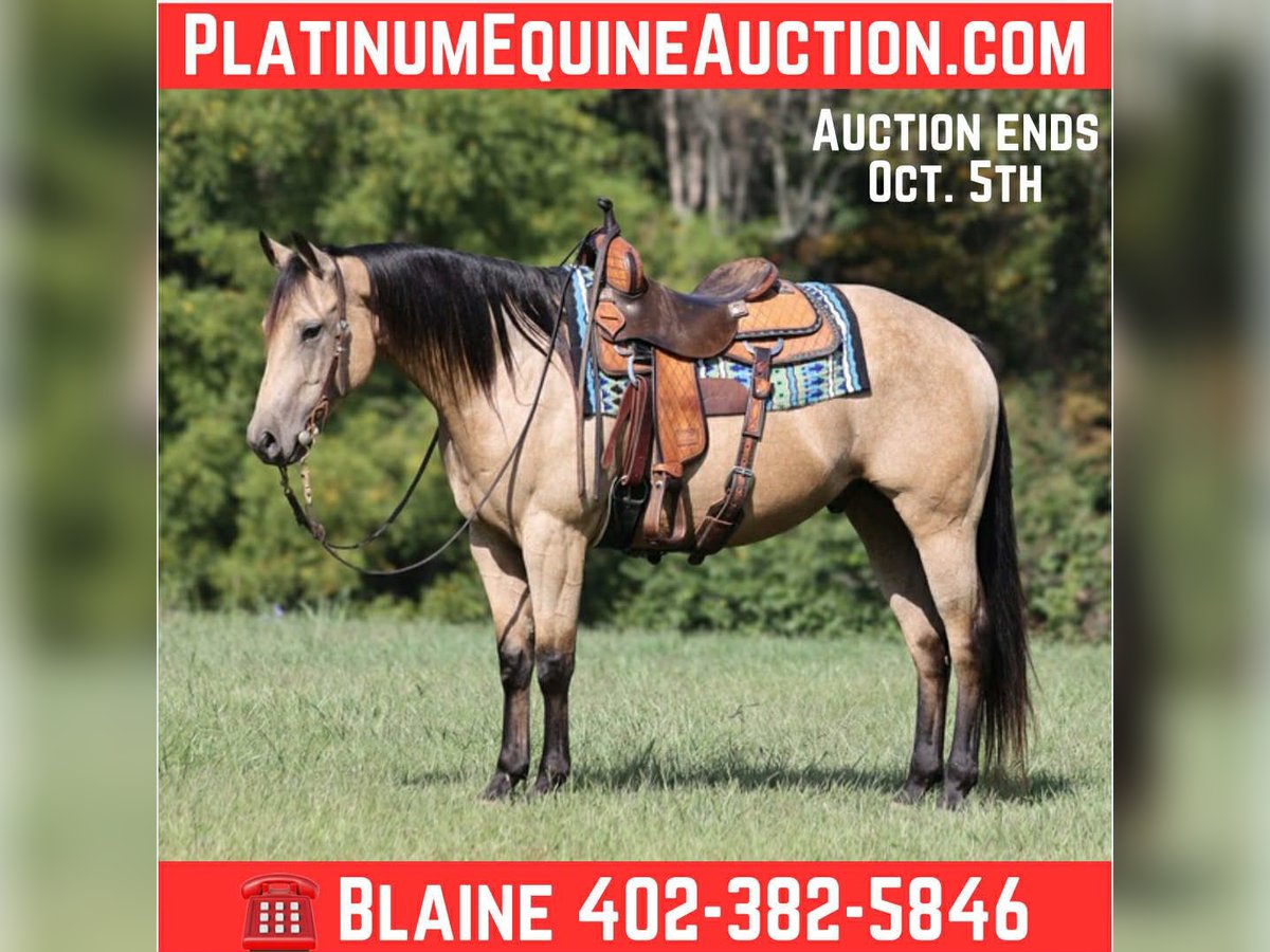Quarter horse américain Hongre 6 Ans 152 cm Buckskin in Hogo OK