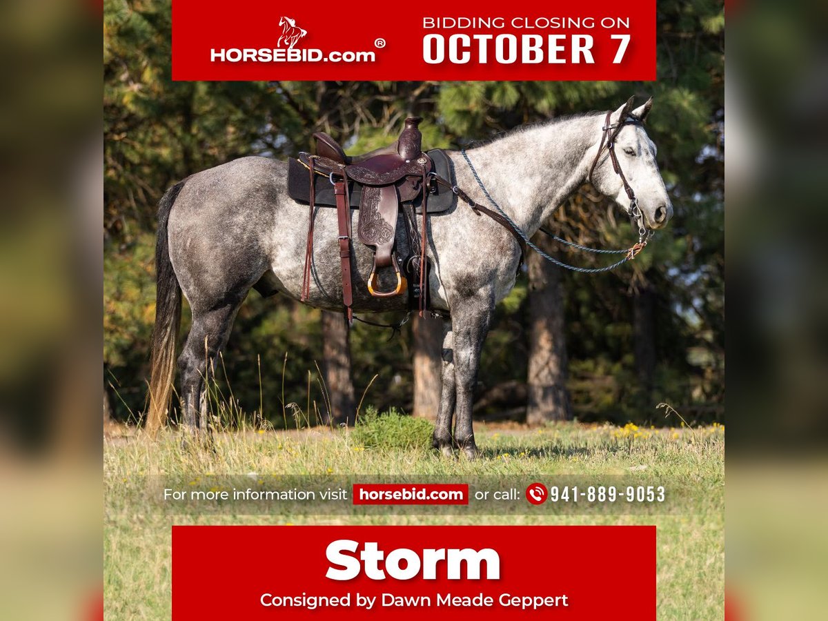 Quarter horse américain Hongre 6 Ans 152 cm Gris pommelé in Kalispell, MT