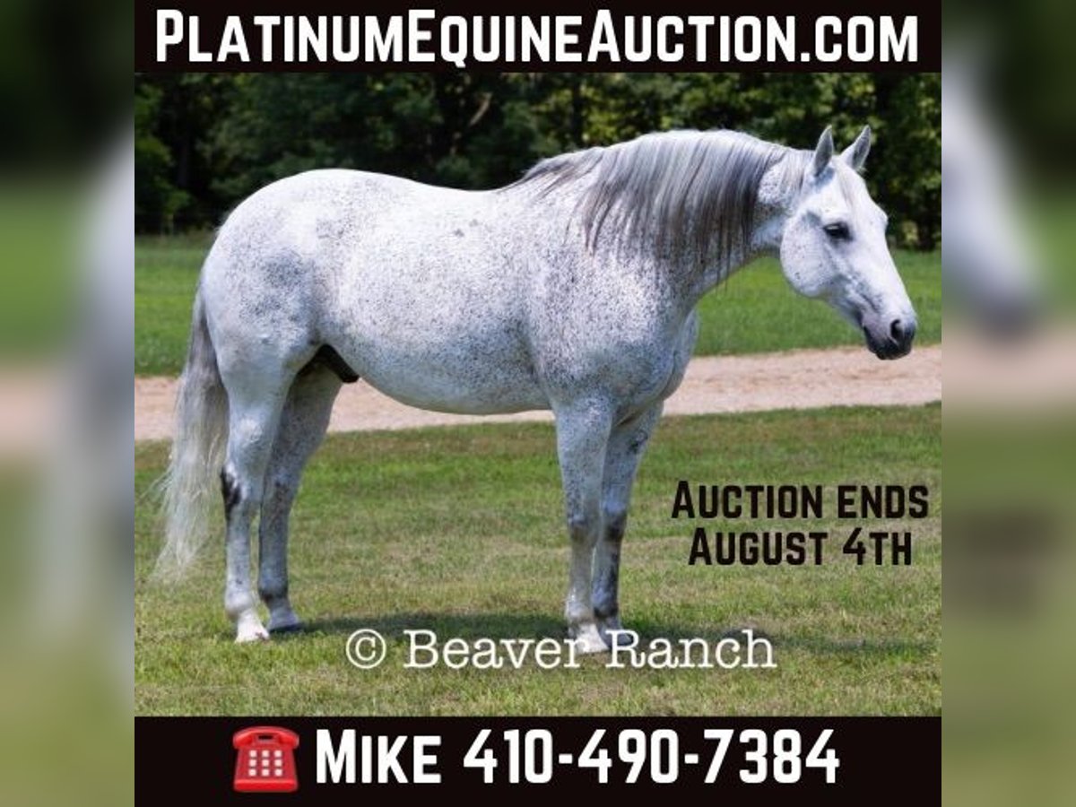 Quarter horse américain Hongre 6 Ans 152 cm Gris in Mountain Grove MO