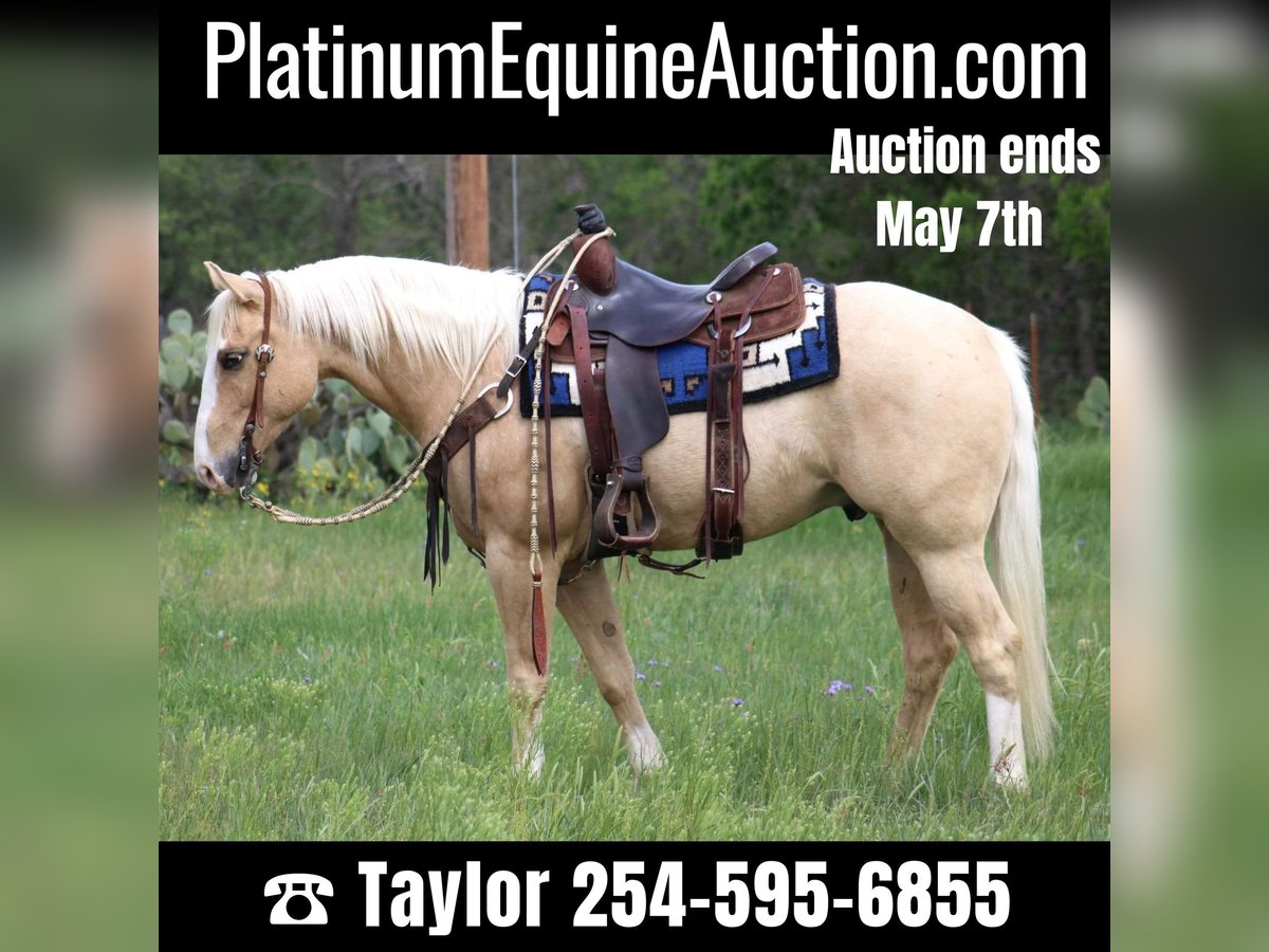 Quarter horse américain Hongre 6 Ans 152 cm Palomino in Morgan MIll TX