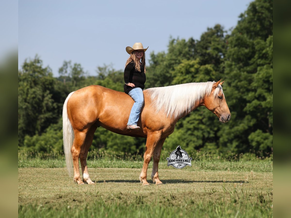 Quarter horse américain Hongre 6 Ans 152 cm Palomino in Gladstone, NJ