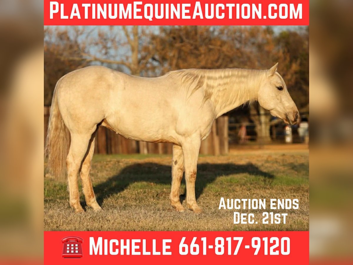 Quarter horse américain Hongre 6 Ans 152 cm Palomino in Stephenville TX
