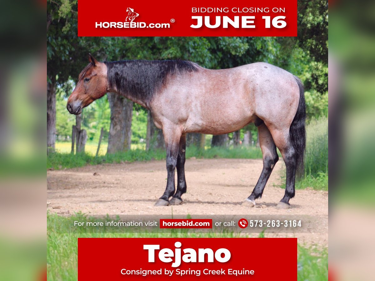 Quarter horse américain Hongre 6 Ans 152 cm Roan-Bay in Rolla, MO