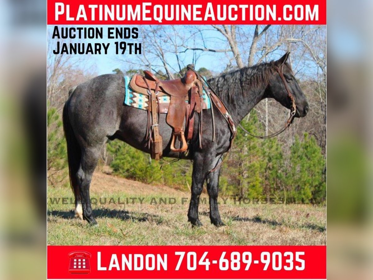 Quarter horse américain Hongre 6 Ans 152 cm Rouan Bleu in Cherryville NC