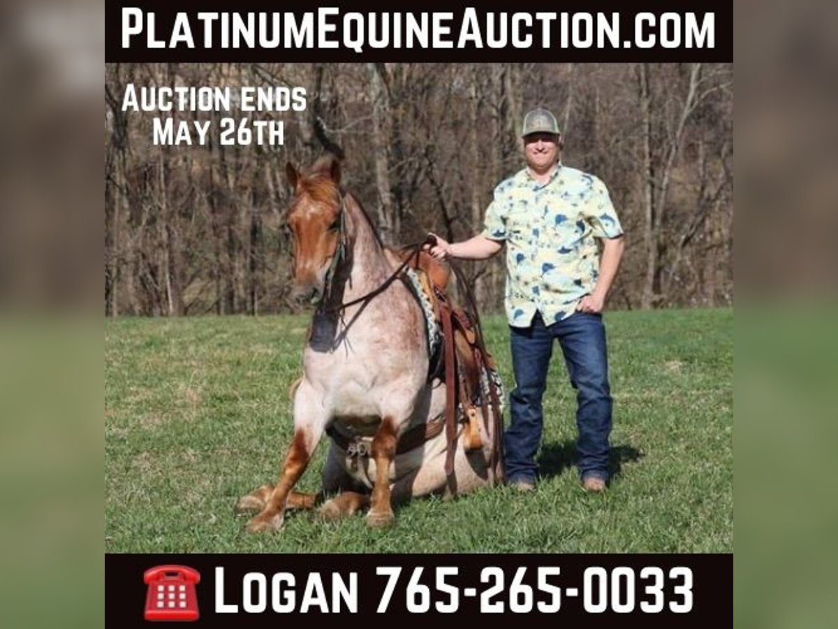 Quarter horse américain Hongre 6 Ans 152 cm Rouan Rouge in Level Green KY