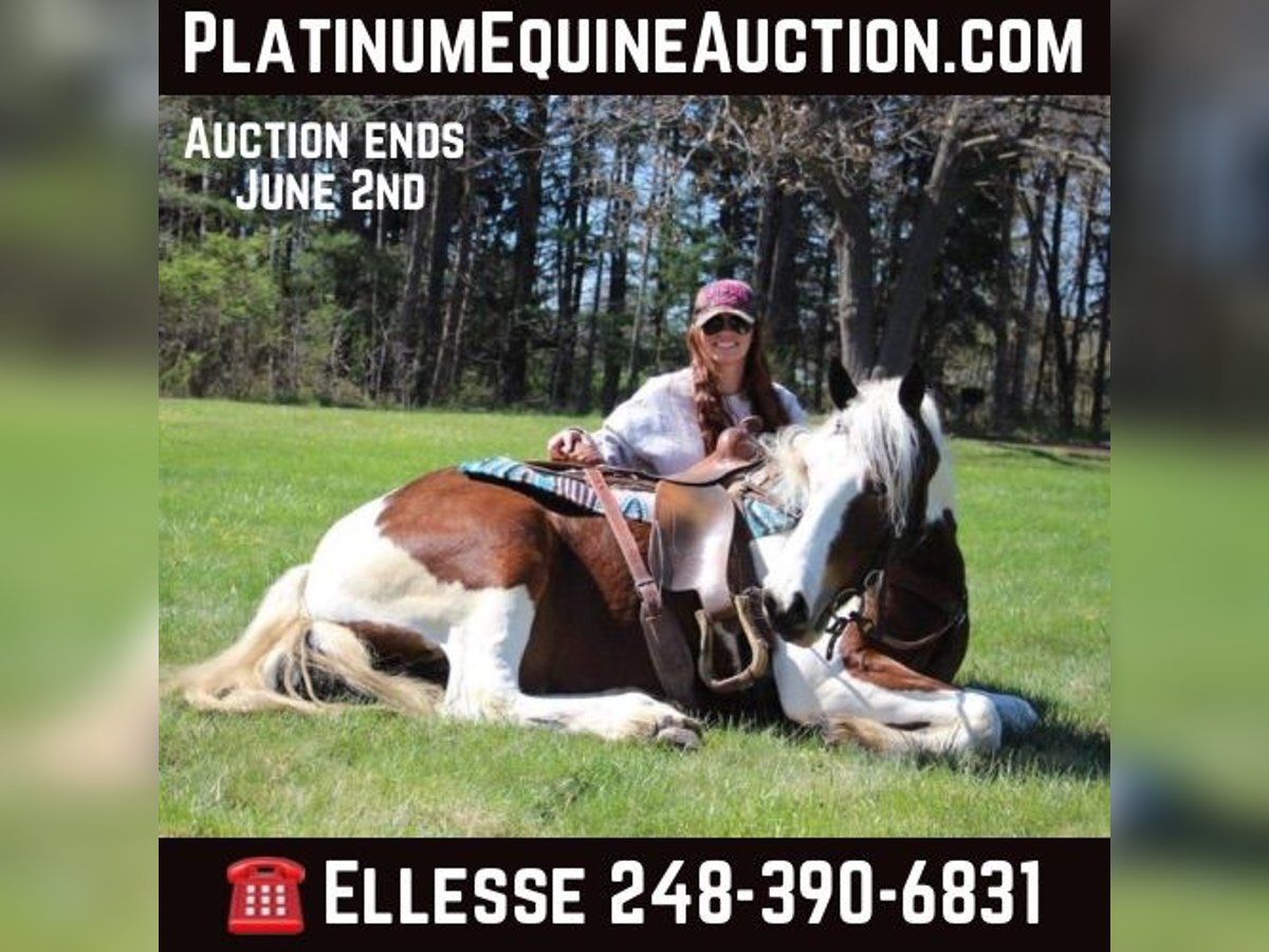 Quarter horse américain Hongre 6 Ans 152 cm Tobiano-toutes couleurs in Howell MI