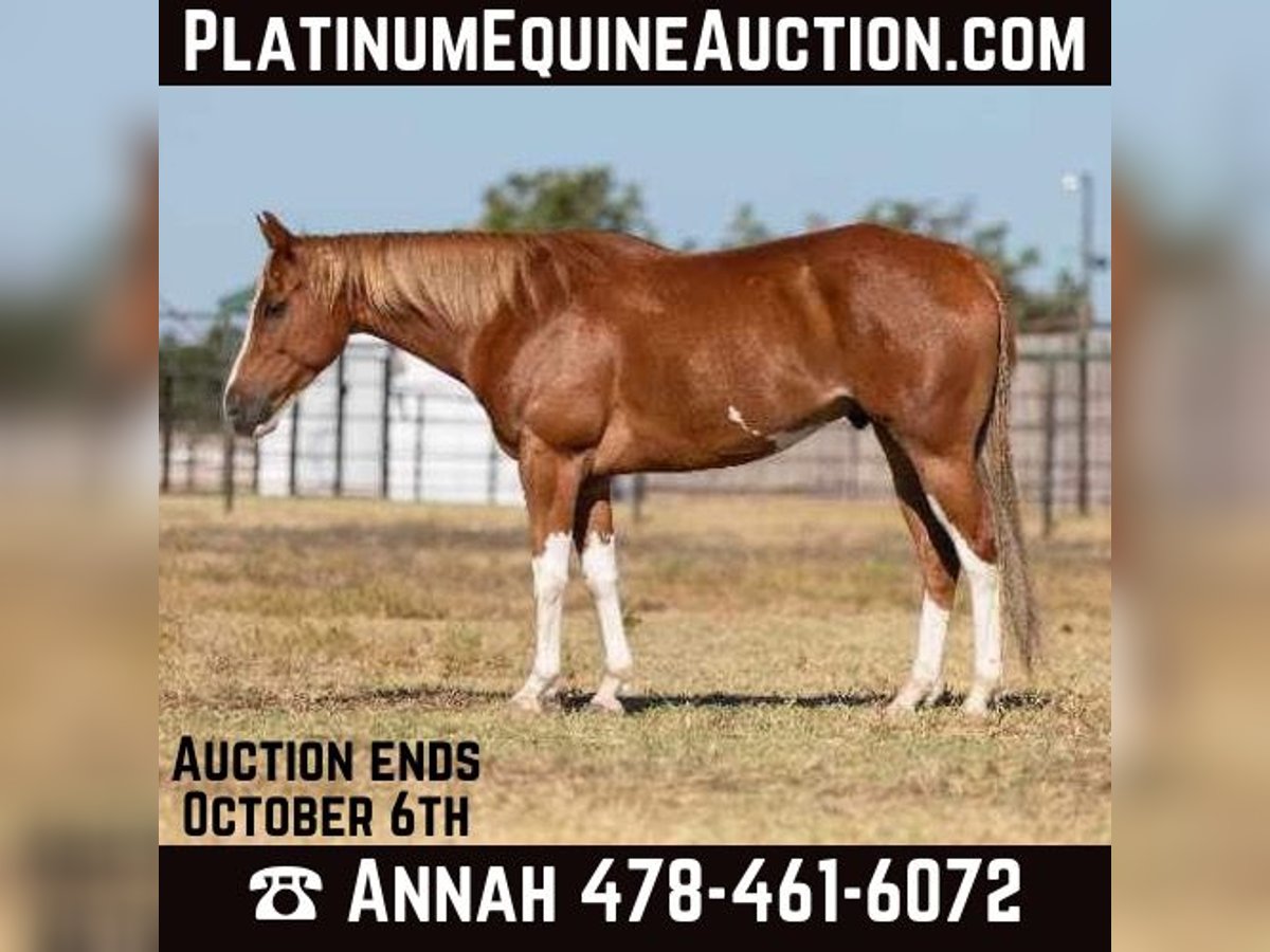 Quarter horse américain Hongre 6 Ans 155 cm Alezan brûlé in Weatherford TX