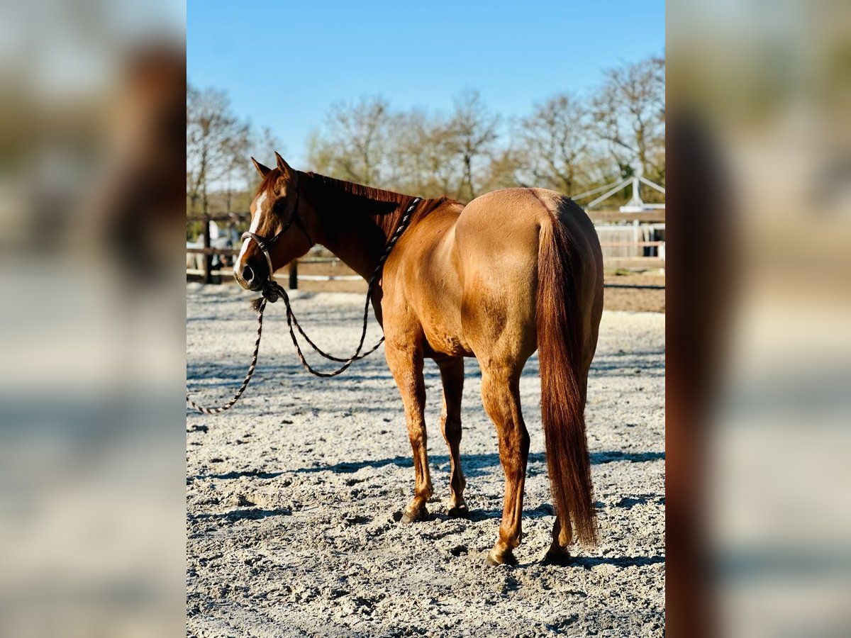 Quarter horse américain Hongre 6 Ans 155 cm Alezan dun in Koberg Quarter horse américain Hongre 6 Ans 155 cm Alezan dun in Koberg