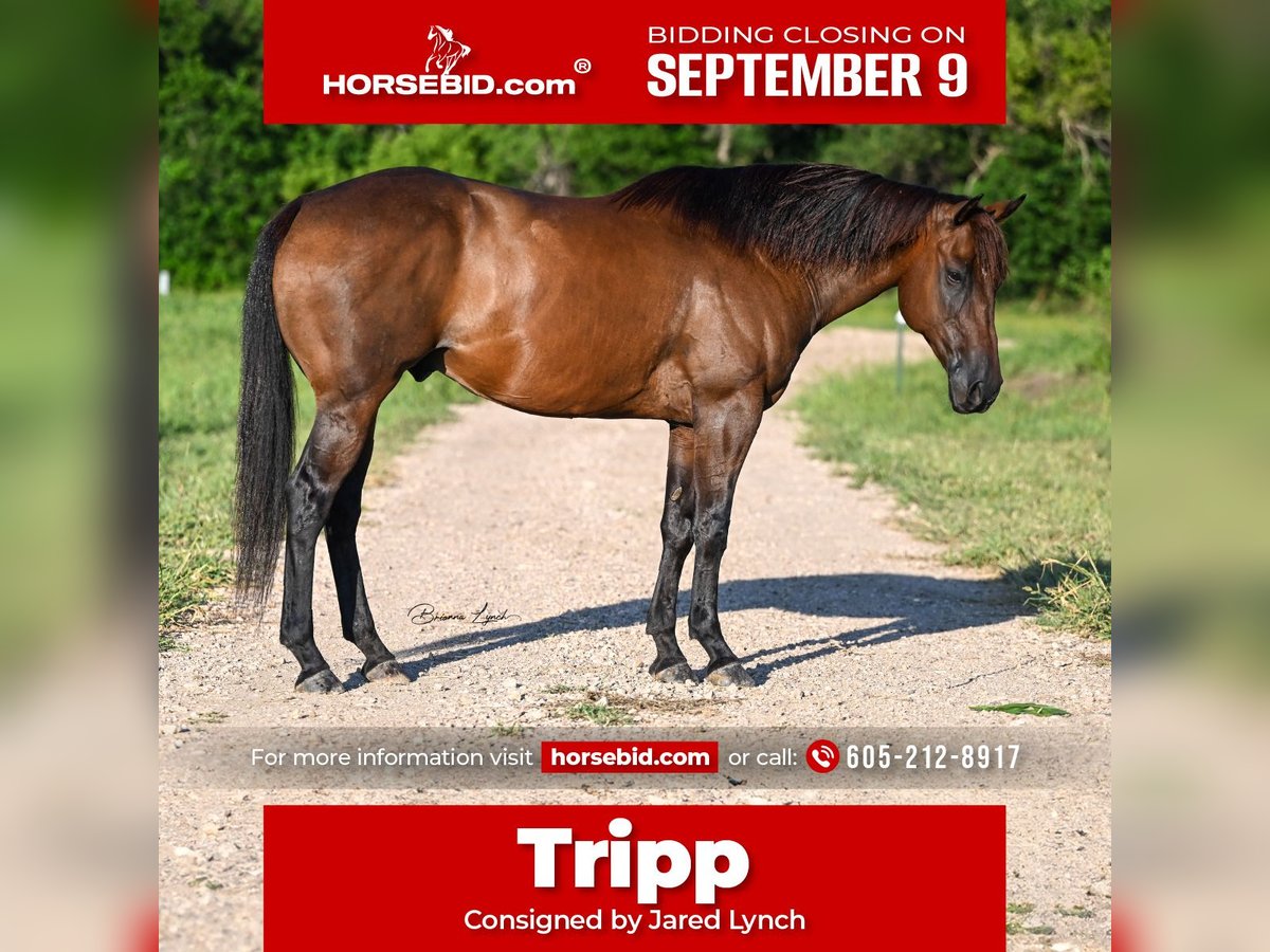 Quarter horse américain Hongre 6 Ans 155 cm Bai cerise in Canistota, SD