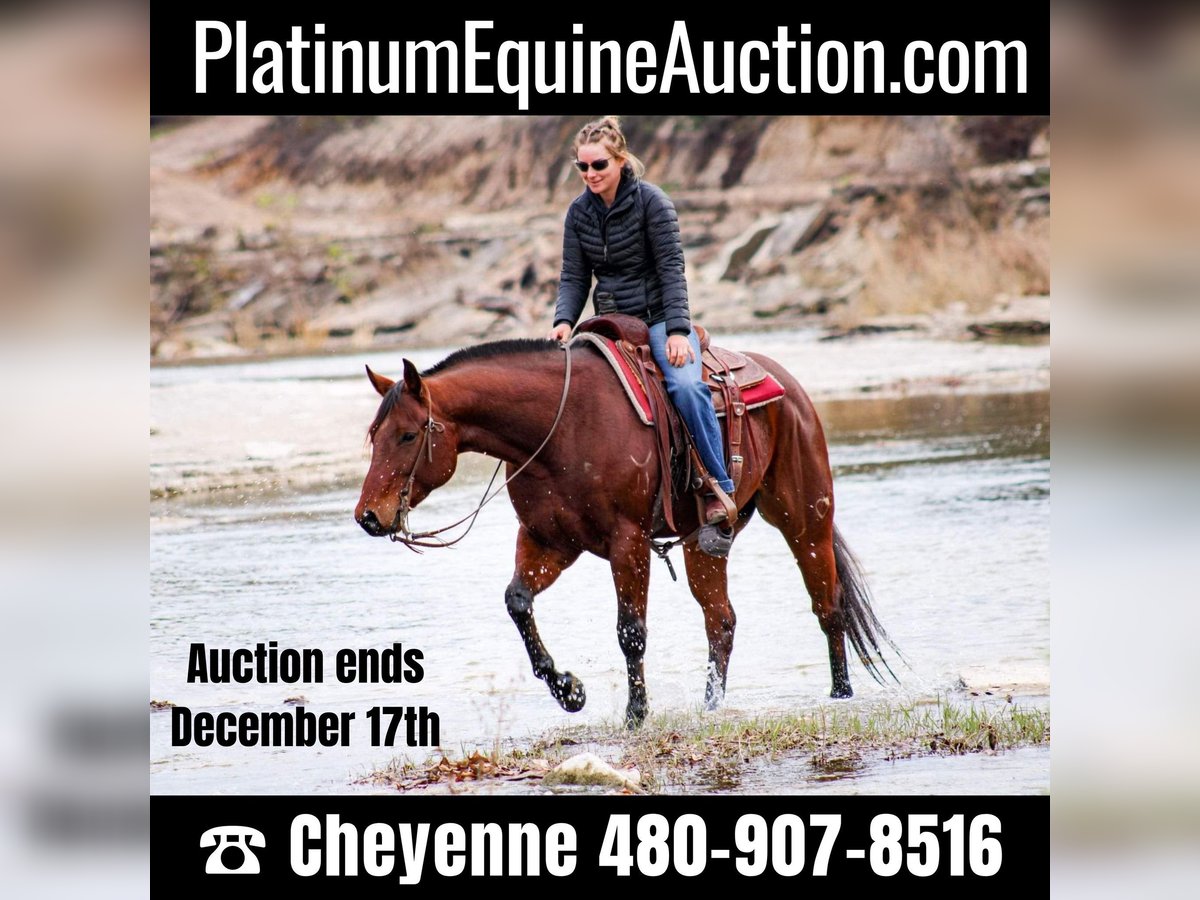 Quarter horse américain Hongre 6 Ans 155 cm Bai cerise in Stephenville TX