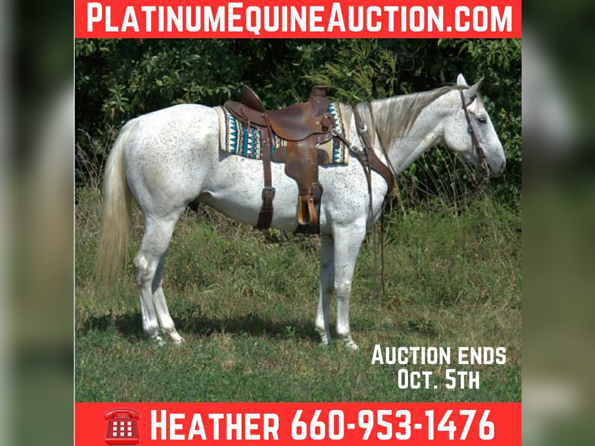 Quarter horse américain Hongre 6 Ans 155 cm Gris in Princeton MO