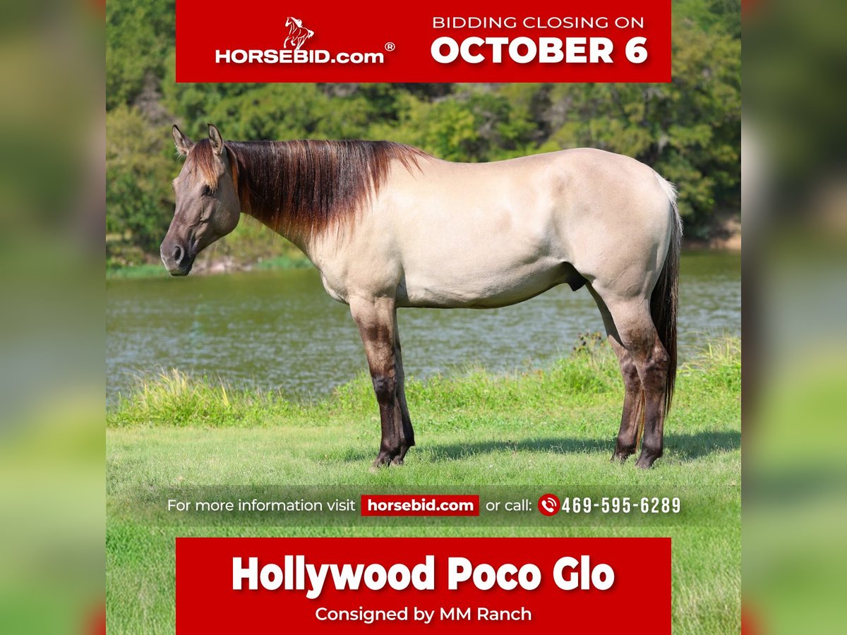 Quarter horse américain Hongre 6 Ans 155 cm Grullo in Forney