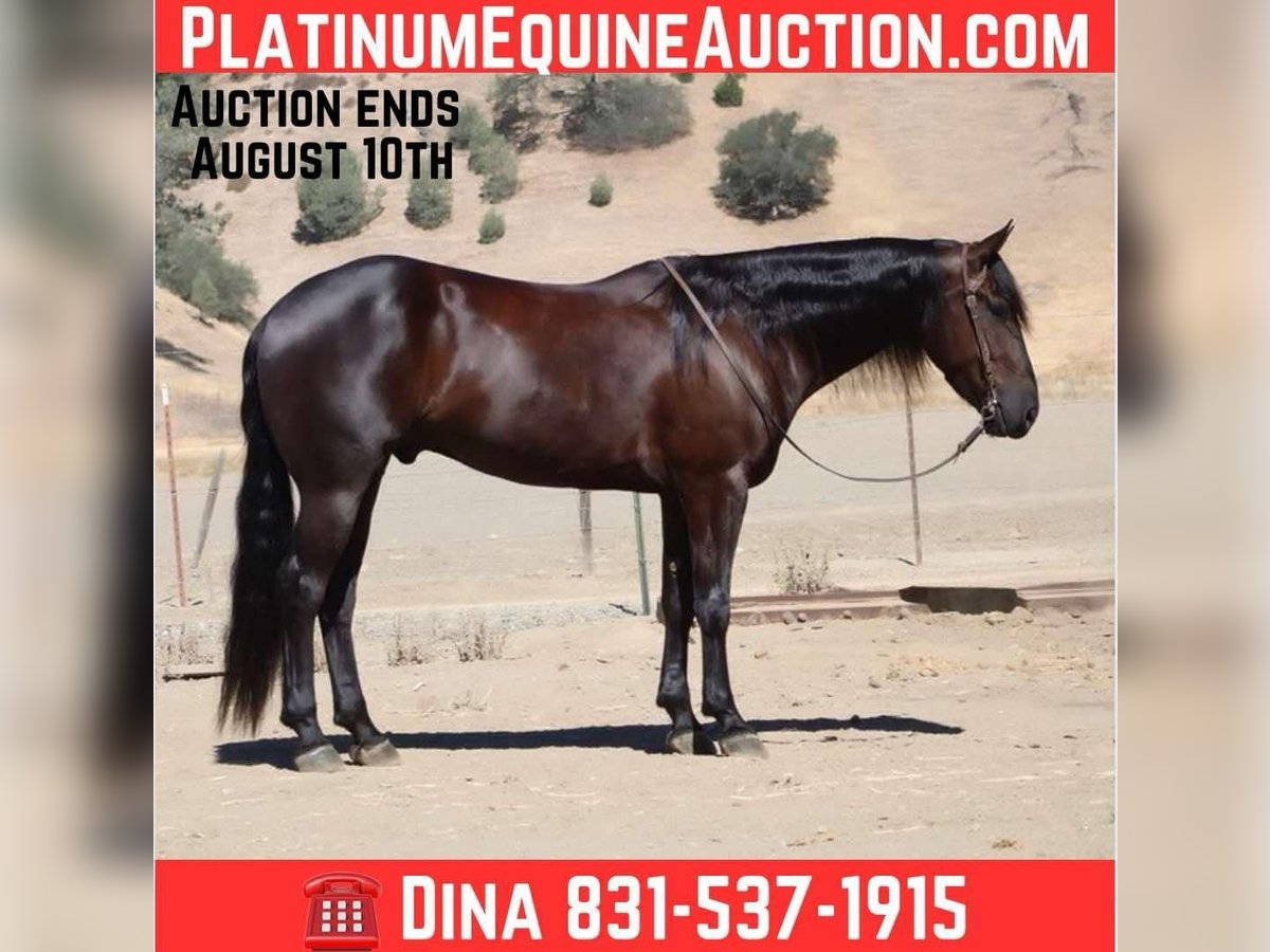 Quarter horse américain Hongre 6 Ans 155 cm Noir in Paicines, CA