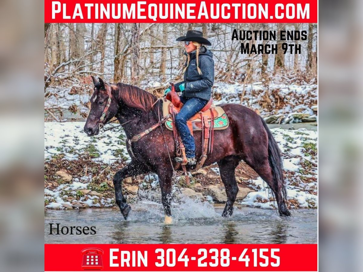 Quarter horse américain Hongre 6 Ans 155 cm Noir in Flemingsburg KY