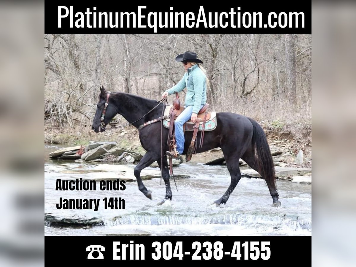 Quarter horse américain Hongre 6 Ans 155 cm Noir in Flemmingsburg Ky