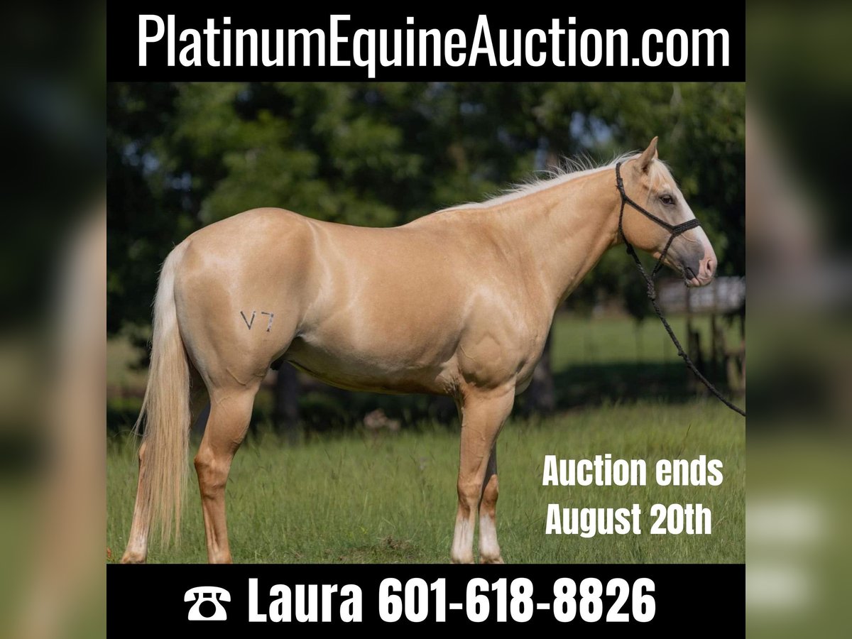 Quarter horse américain Hongre 6 Ans 155 cm Palomino in Bovina, MS