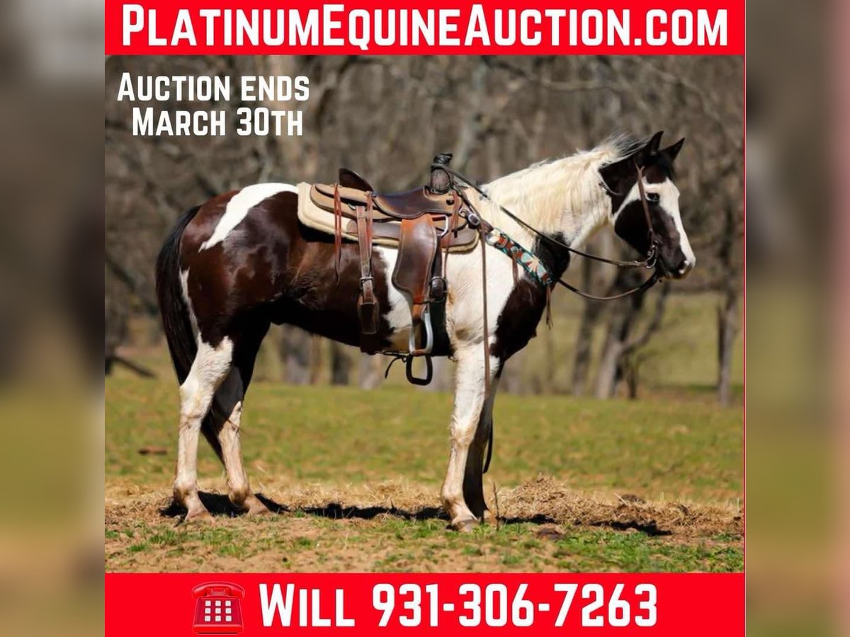 Quarter horse américain Hongre 6 Ans 155 cm Tobiano-toutes couleurs in Hampshire, TN