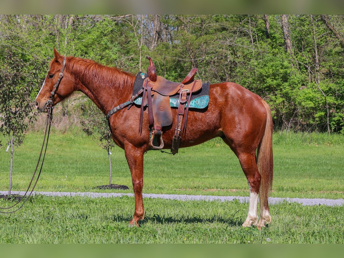 Quarter horse américain Hongre 6 Ans 157 cm Alezan cuivré in Flemingsburg KY