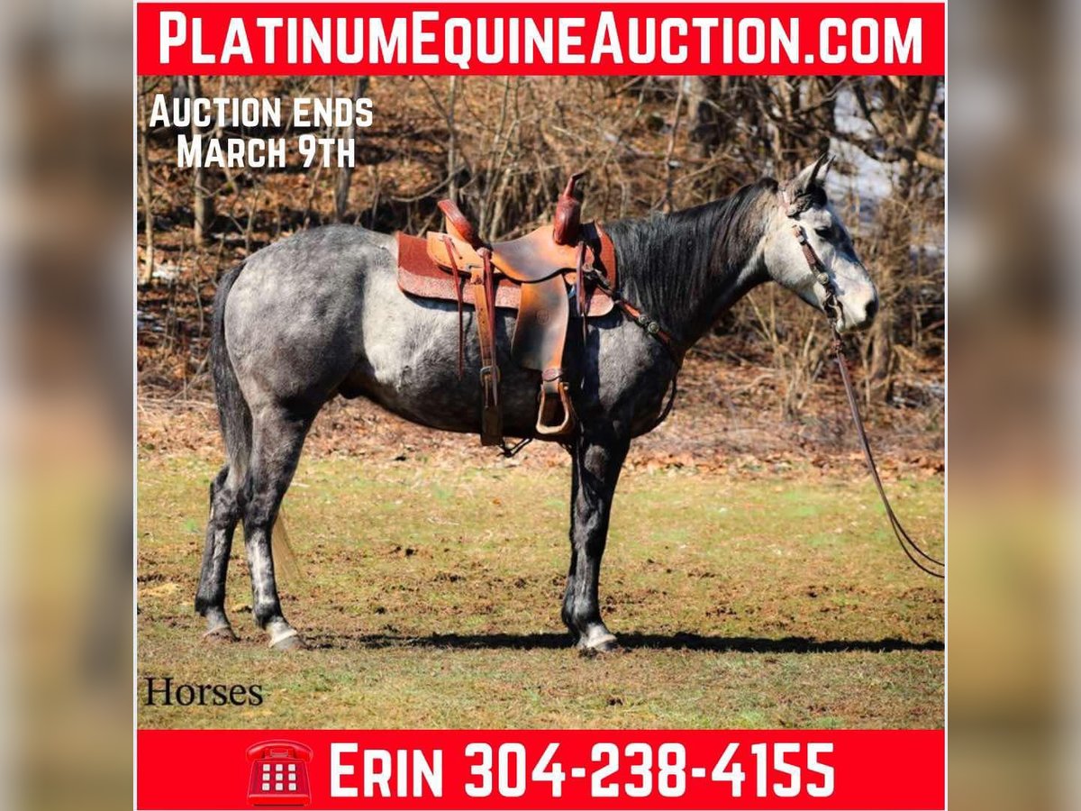 Quarter horse américain Hongre 6 Ans 157 cm Gris in Flemingsburg KY