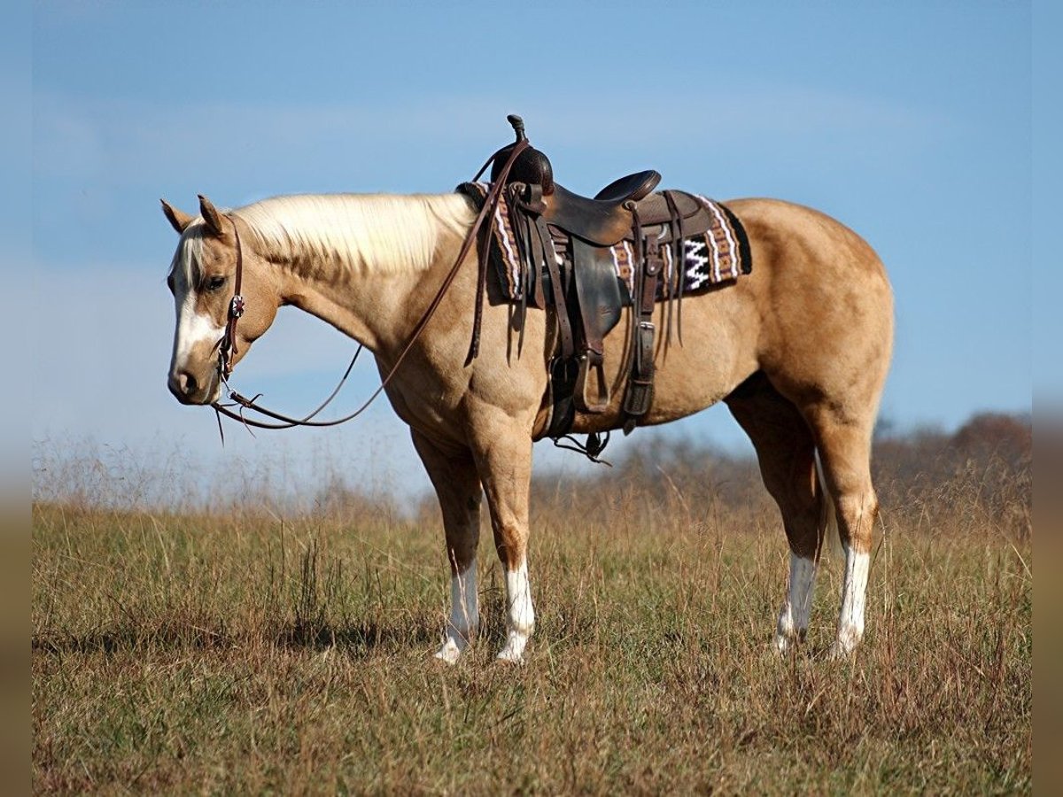 Quarter horse américain Hongre 6 Ans 157 cm Palomino in Brodhead Ky