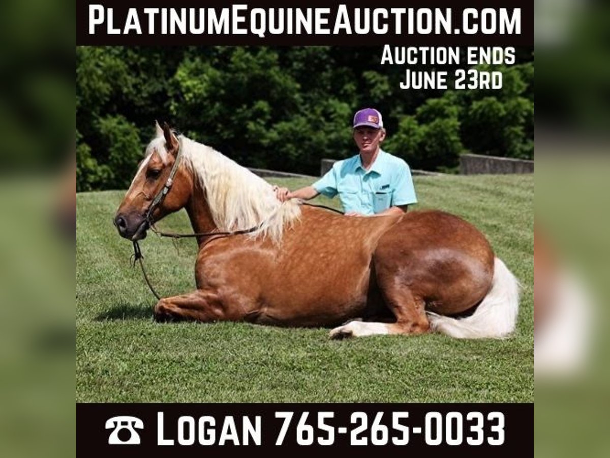 Quarter horse américain Hongre 6 Ans 157 cm Palomino in Level Green KY