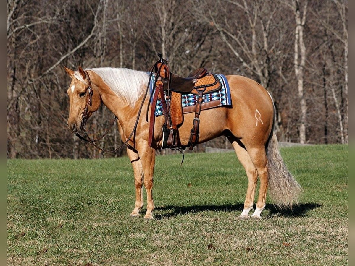 Quarter horse américain Hongre 6 Ans 157 cm Palomino in Mount Vernon, Ky