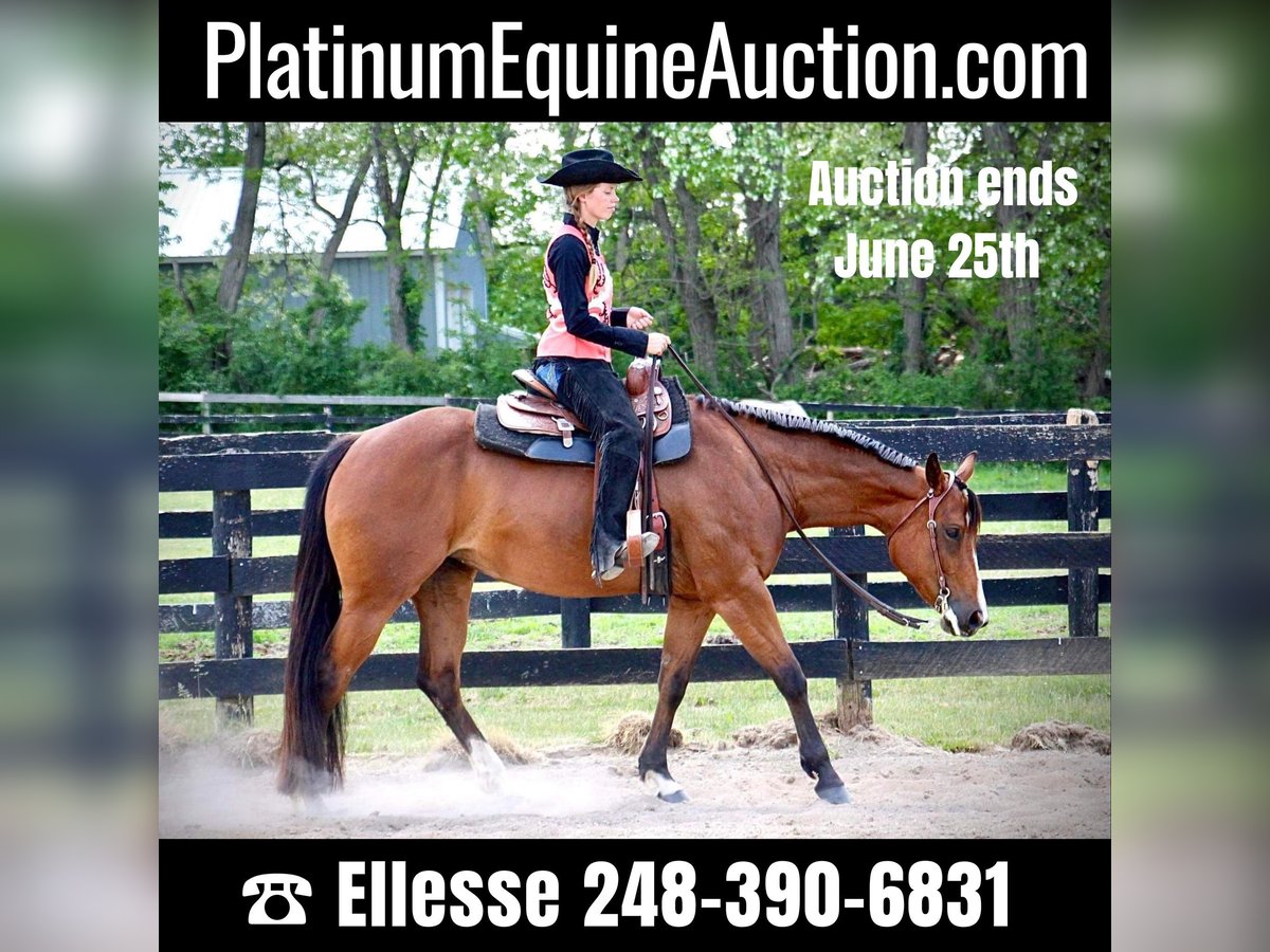 Quarter horse américain Hongre 6 Ans 160 cm Bai cerise in Highland MI