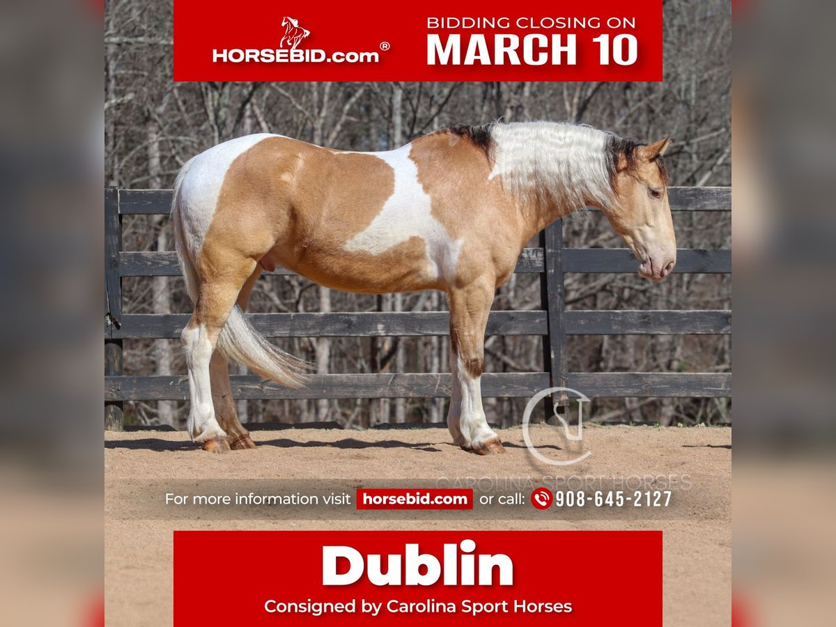 Quarter horse américain Croisé Hongre 6 Ans 160 cm in Clover, SC