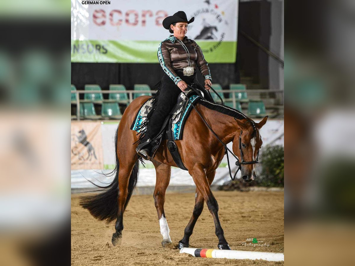 Quarter horse américain Hongre 6 Ans 170 cm Bai in Burgebrach